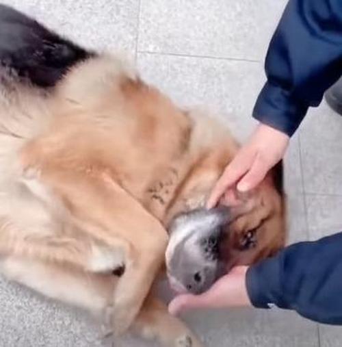 Retired German Shepherd Police Dog 'Cries' After Reunion With Handler