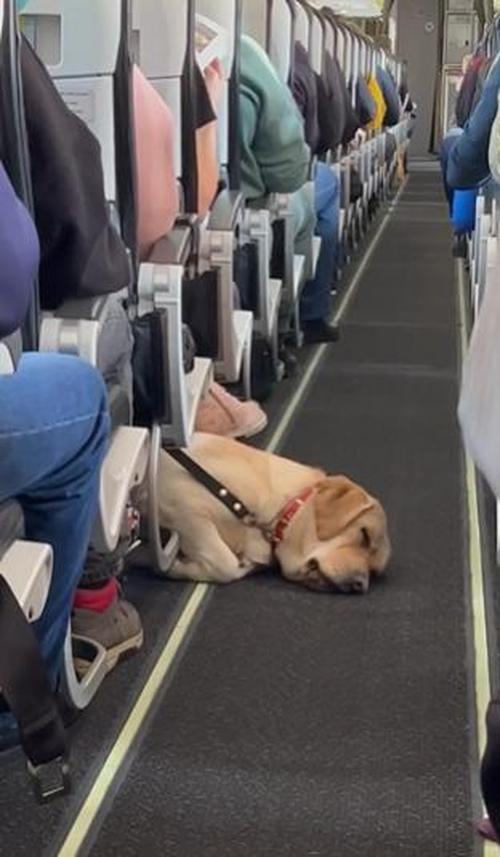 RE: KB bringing her dog on the plane…how is this possible 🤦🏻‍♀️ VF and  her black lab on a flight : r/thebachelor