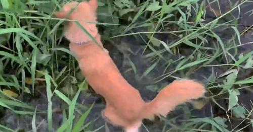 Un Cane Conduce Il Padrone Ad Una Cesta Piena Di Cuccioli