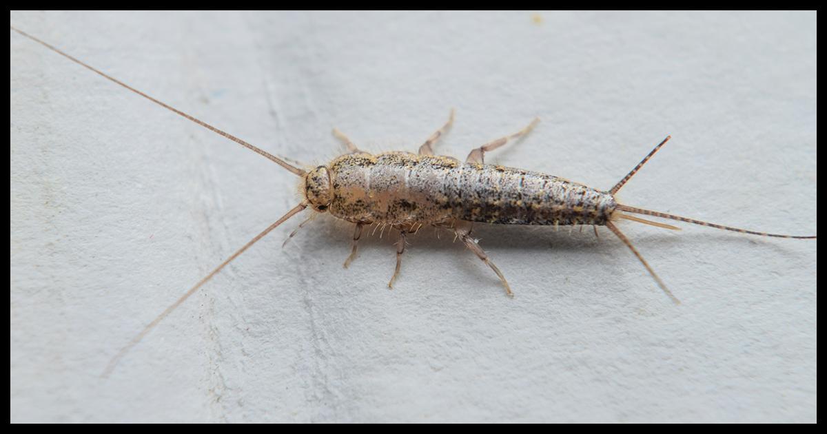 Silberfische: Ursachen und wie man sie bekämpft Silberfische: Ursachen und wie man sie bekämpft