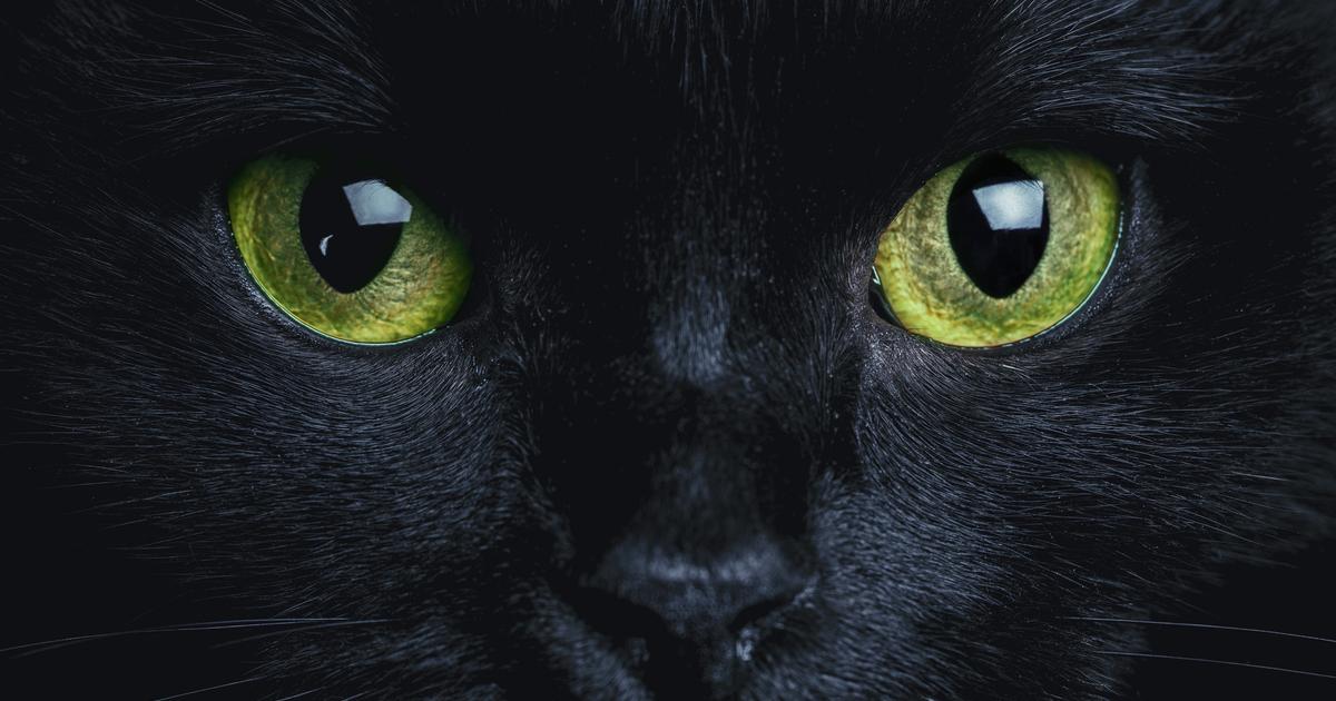 CATS: Having A Cat Protects Your Home From Ghosts And Evil Spirits