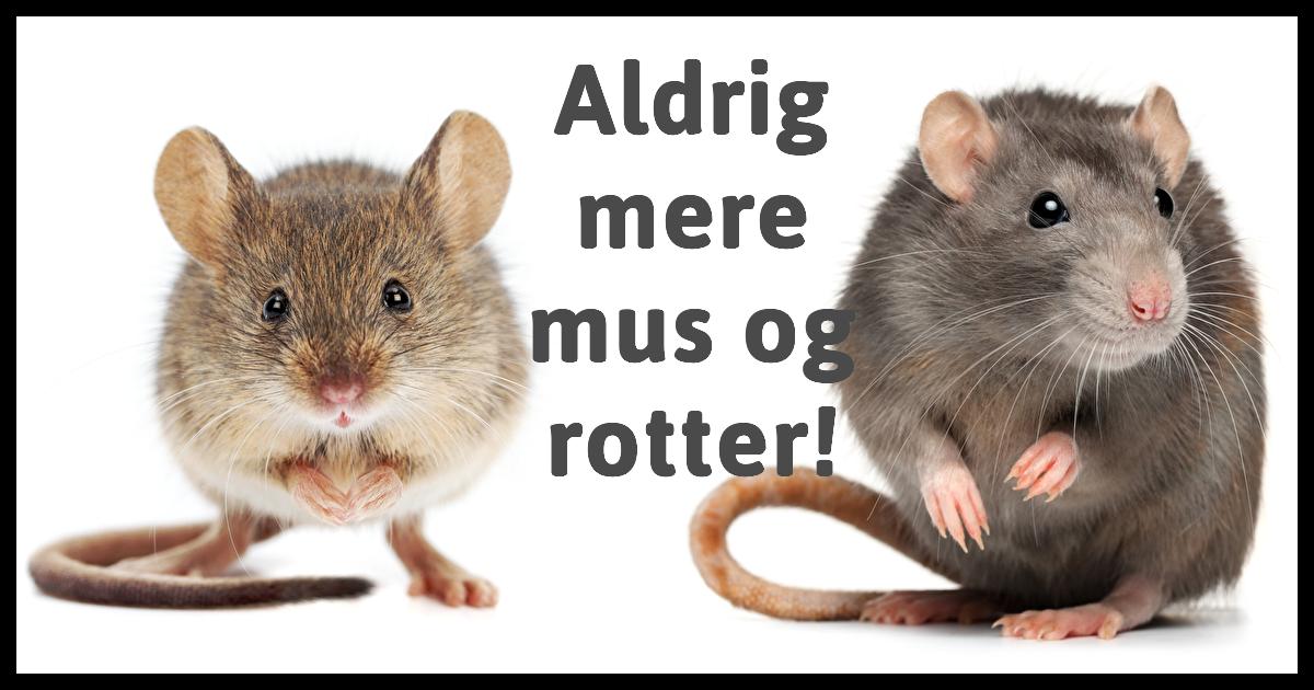 dufte rotter ikke kan lide dufte rotter ikke kan lide