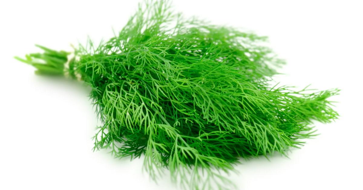 Dill Uses And Health Benefits
