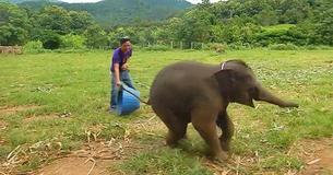 Exceptionally Rare Footage Shows Playful Six-Month-Old Baby Elephant Laughing During Game At Wildlife Preserve