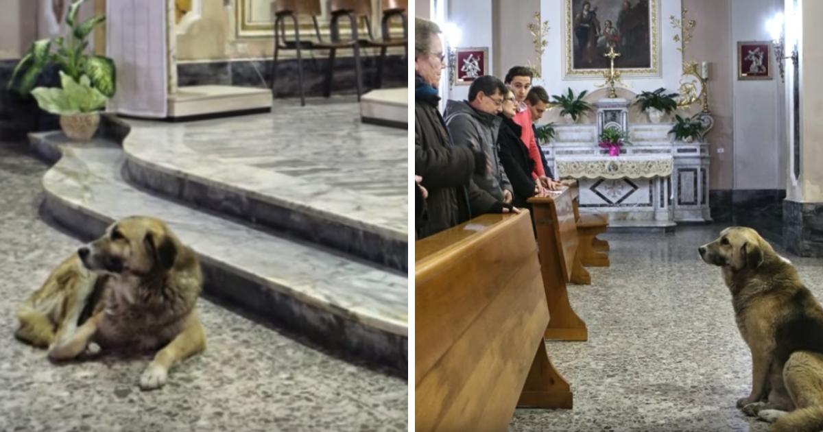 Dürfen Hunde In Die Kirche Treuer Hund nimmt jeden Tag am Gottesdienst in der Kirche teil, in der