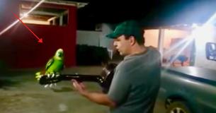 Man Starts Playing His Guitar. As The Parrot Joins In, It's Straight Up Magic