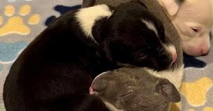 Three Abandoned Puppies Found in Dumpster With ‘No Chance’ of Survival Spark Outrage