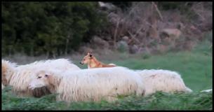 Dog Is Supposed To Be Guarding Sheep, But His ‘Method' Has The Internet Laughing